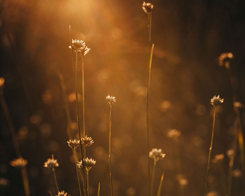 Nahaufnahme Pflanzenhalme bei warmen Licht