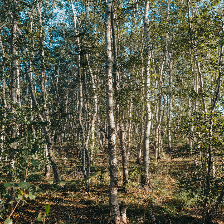 Co2 senken - Waldbild
