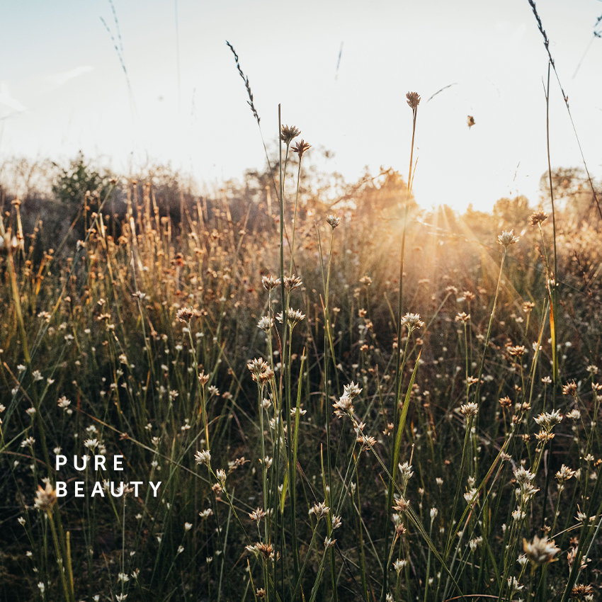 Pflanzenhalme in Sonnenstrahlen