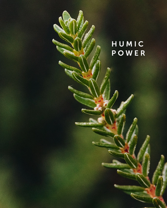 Trawenmoor Promise Humic Power