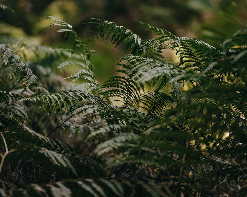 Close-up of fern leaves in the forest