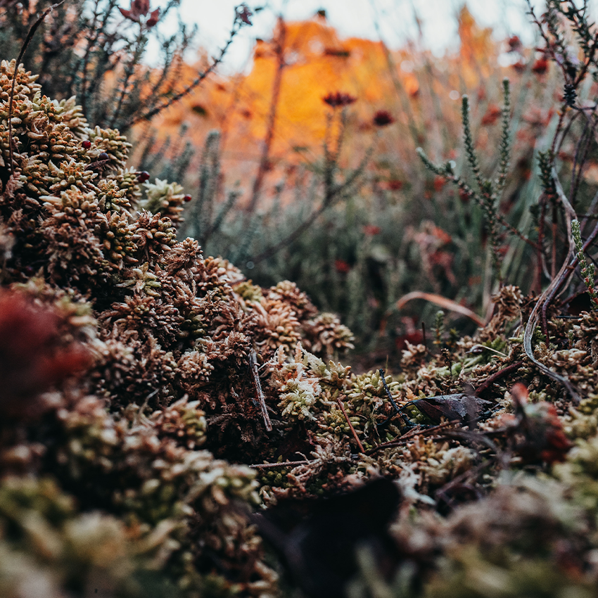 Nahaufnahme Pflanzen im Moorgebiet